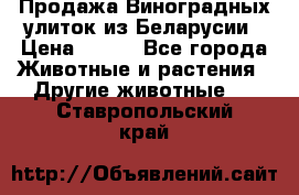 Продажа Виноградных улиток из Беларусии › Цена ­ 250 - Все города Животные и растения » Другие животные   . Ставропольский край